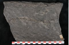 Foto (Detailansicht) von Stigmaria sp.  (NHMW-GEO-2024-0188-11250)